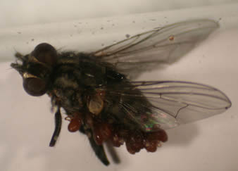 housefly mite