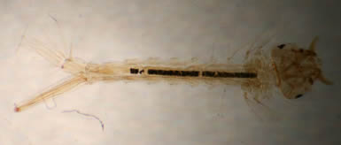 culex larva