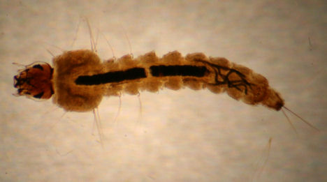 anopheles larva
