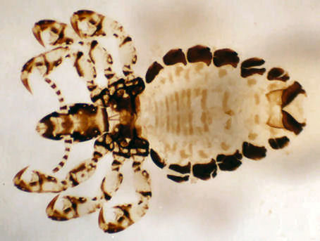 pig louse