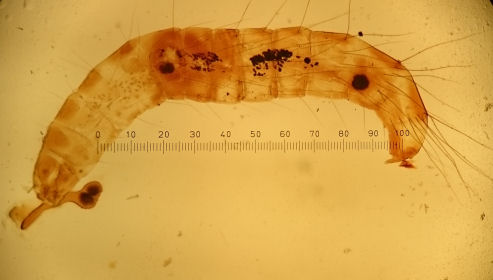 flea larva