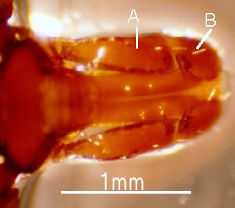 Amblyomma hebraeum-capitulum