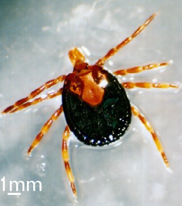 Amblyomma hebraeum-hard tick