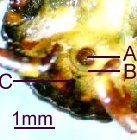 Amblyomma hebraeum-anal groove below anus