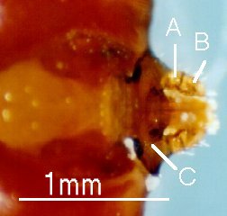 Boophilus decoloratus-capitulum