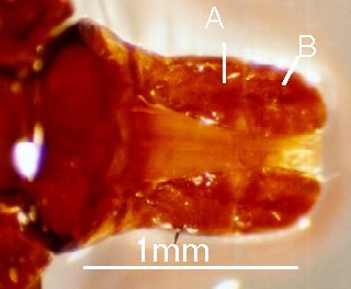 Hyalomma marginatum-capitulum