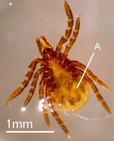 Ixodes ricinus-nymph