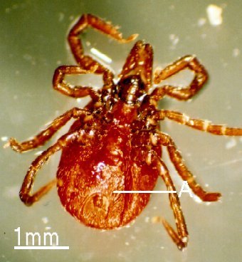 Ixodes ricinus-adult