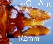 Ixodes ricinus-capitulum