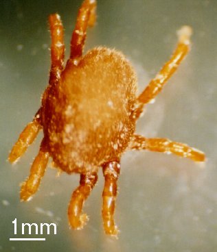 Ornithodorus moubata-soft tick