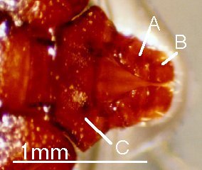 Rhipicephalus evertsi-capitulum